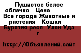 Пушистое белое облачко › Цена ­ 25 000 - Все города Животные и растения » Кошки   . Бурятия респ.,Улан-Удэ г.